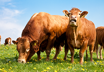 황금소나무 외부 전경